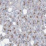 DOG-1 Polyclonal Antibody