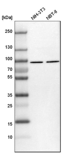 DDX1 Antibody in Western Blot (WB)
