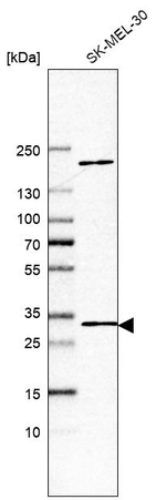 DDIT4 Antibody in Western Blot (WB)