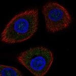 DDIT4 Polyclonal Antibody