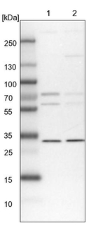 PRC1 Antibody in Western Blot (WB)