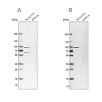 PNPase Antibody in Western Blot (WB)