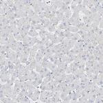 FABP2 Antibody in Immunohistochemistry (Paraffin) (IHC (P))
