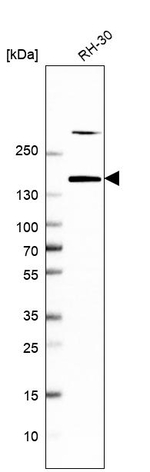 Dynactin 1 Antibody in Western Blot (WB)