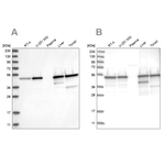 TXNDC5 Antibody in Western Blot (WB)