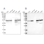 TXNDC5 Antibody in Western Blot (WB)