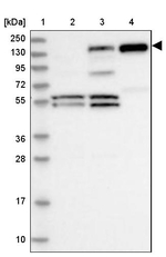 PLCB1 Antibody in Western Blot (WB)