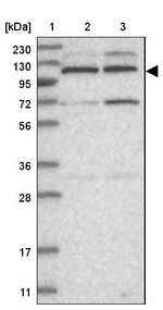KIF4A Antibody in Western Blot (WB)