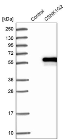 CK1 gamma-2 Antibody in Western Blot (WB)