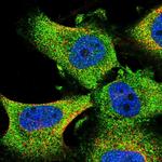 GRAF Polyclonal Antibody