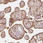 GRAF Antibody in Immunohistochemistry (Paraffin) (IHC (P))