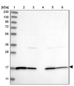 GRAF Antibody in Western Blot (WB)