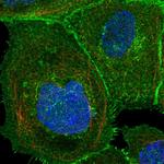 ASCT2 Polyclonal Antibody