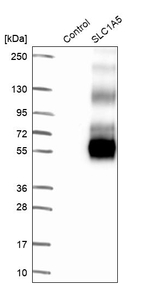 ASCT2 Antibody in Western Blot (WB)