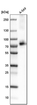 ASCT2 Antibody in Western Blot (WB)