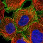 ASCT2 Polyclonal Antibody