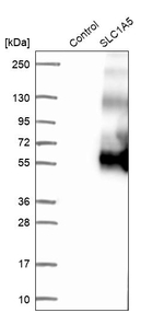 ASCT2 Antibody in Western Blot (WB)