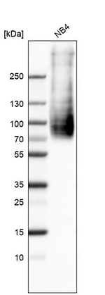 ASCT2 Antibody in Western Blot (WB)