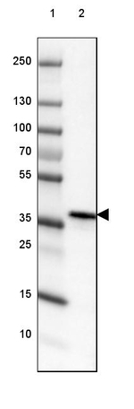 DPPA4 Antibody in Western Blot (WB)