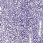 DPPA4 Antibody in Immunohistochemistry (Paraffin) (IHC (P))