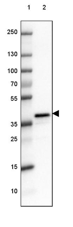 DPPA4 Antibody in Western Blot (WB)