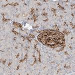 FSTL1 Antibody in Immunohistochemistry (Paraffin) (IHC (P))