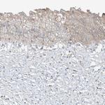 FSTL1 Antibody in Immunohistochemistry (Paraffin) (IHC (P))