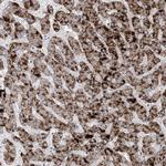 AGXT Antibody in Immunohistochemistry (Paraffin) (IHC (P))