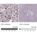CDYL Antibody