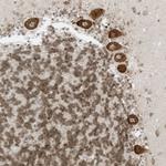 EDF1 Antibody in Immunohistochemistry (Paraffin) (IHC (P))