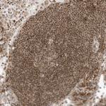 EDF1 Antibody in Immunohistochemistry (Paraffin) (IHC (P))