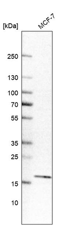 EDF1 Antibody in Western Blot (WB)
