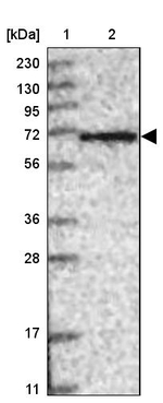 SH2D3A Antibody in Western Blot (WB)