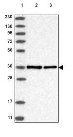 NIFK Antibody in Western Blot (WB)