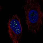 C6orf223 Antibody in Immunocytochemistry (ICC/IF)