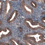 GTPBP9 Antibody in Immunohistochemistry (Paraffin) (IHC (P))