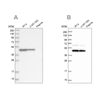 GTPBP9 Antibody in Western Blot (WB)