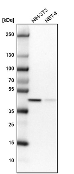 GTPBP9 Antibody in Western Blot (WB)