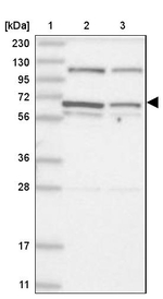 DIS3L2 Antibody in Western Blot (WB)