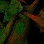 STAMBP Polyclonal Antibody