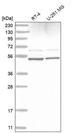 STAMBP Antibody in Western Blot (WB)