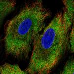 PCDHA12 Polyclonal Antibody