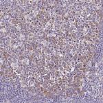 CGI58 Antibody in Immunohistochemistry (Paraffin) (IHC (P))