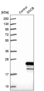 beta Synuclein Antibody in Western Blot (WB)