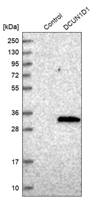 DCUN1D1 Antibody in Western Blot (WB)