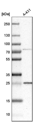 DCUN1D1 Antibody in Western Blot (WB)