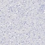 CSN3 (CASK) Antibody in Immunohistochemistry (Paraffin) (IHC (P))