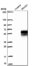 PD-1 Antibody in Western Blot (WB)