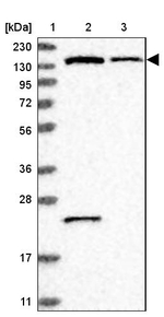 PIK3R4 Antibody in Western Blot (WB)