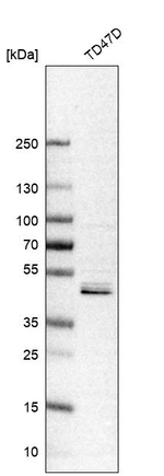 BRK Antibody in Western Blot (WB)